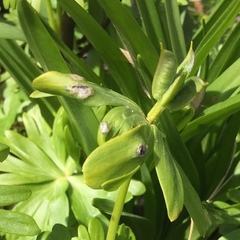 Urocystis eranthidis