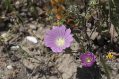Malva punctata