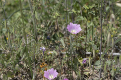 Malva punctata