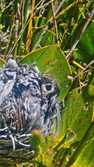 Tropidosaura gularis