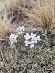 Noccaea cochleariformis