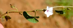 Ipomoea sinensis blepharosepala