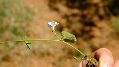 Ipomoea sinensis blepharosepala