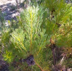 Serruria foeniculacea