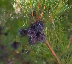 Serruria foeniculacea