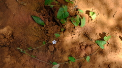 Ipomoea sinensis blepharosepala