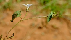 Ipomoea sinensis blepharosepala