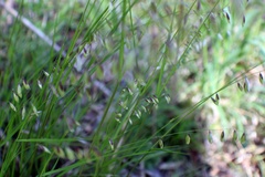 Melica mutica