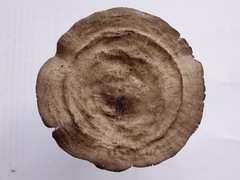 Pluteus microspermus image