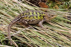 Sceloporus subpictus