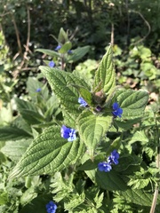 Pentaglottis sempervirens
