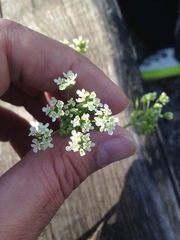 Anthriscus sylvestris