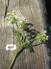 Anthriscus sylvestris