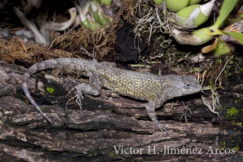 Asperous Spiny Lizard