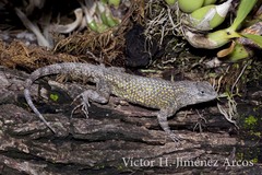 Sceloporus asper