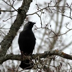 Corvus monedula