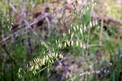 Melica mutica