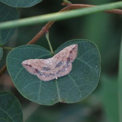 Chiasmia multistrigata multistrigata