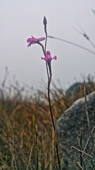 Disa inflexa