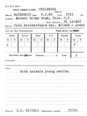 Kobus ellipsiprymnus