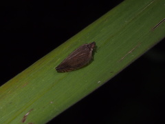 Lophops carinata