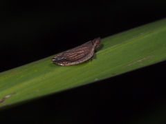 Lophops carinata
