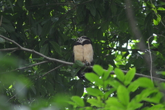 Pulsatrix perspicillata