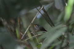 Phaethornis guy