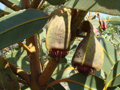 Eucalyptus brandiana