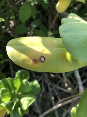 Mycosphaerella scaevolae