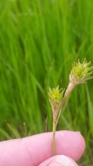 Carex shinnersii