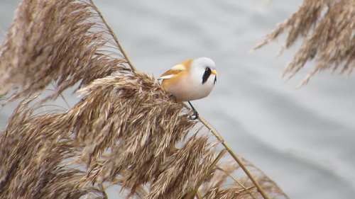 Bigotudo (Panurus biarmicus)