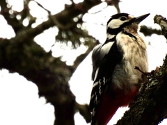 Dendrocopos major