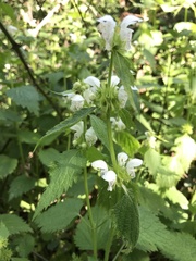 Lamium flexuosum