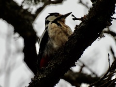 Dendrocopos major