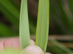 Austroderia splendens