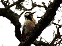 Dendrocopos major