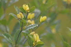 Baptisia nuttalliana