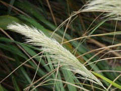 Austroderia splendens