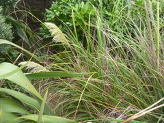 Austroderia splendens