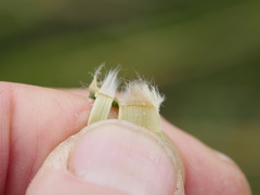 Austroderia splendens