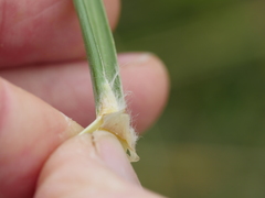 Austroderia splendens