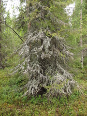 Picea × fennica