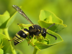 Euodynerus bidentiformis