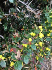 Berberis brevisepala
