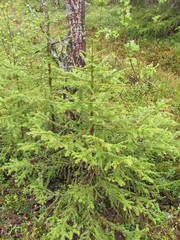 Picea × fennica