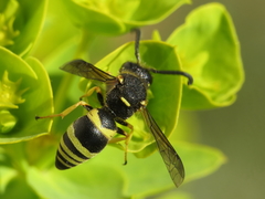 Euodynerus bidentiformis