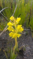 Pterygodium acutifolium