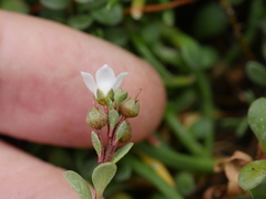 Samolus repens repens
