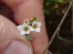 Samolus repens repens